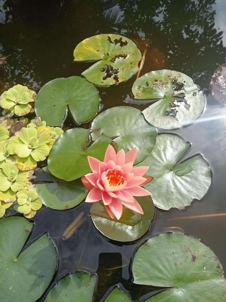 April Cottage Munnar Adimali Идукки